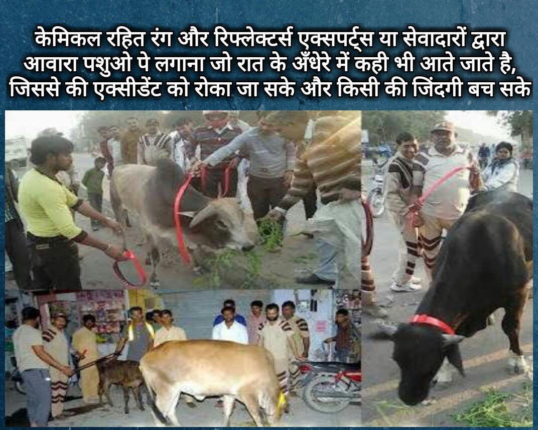 Gurmeetaulakh06's tweet image. पशुओं को दुर्घटना से बचाने के लिए #AnimalWelfare पहल के तहत Saint MSG की प्रेरणा से डेरा सच्चा सौदा अनुयाई आवारा पशुओं के सींगों या गर्दन पर रसायन वाले रंग और रिफ्लेक्टर लगाते है। #RoadSafety