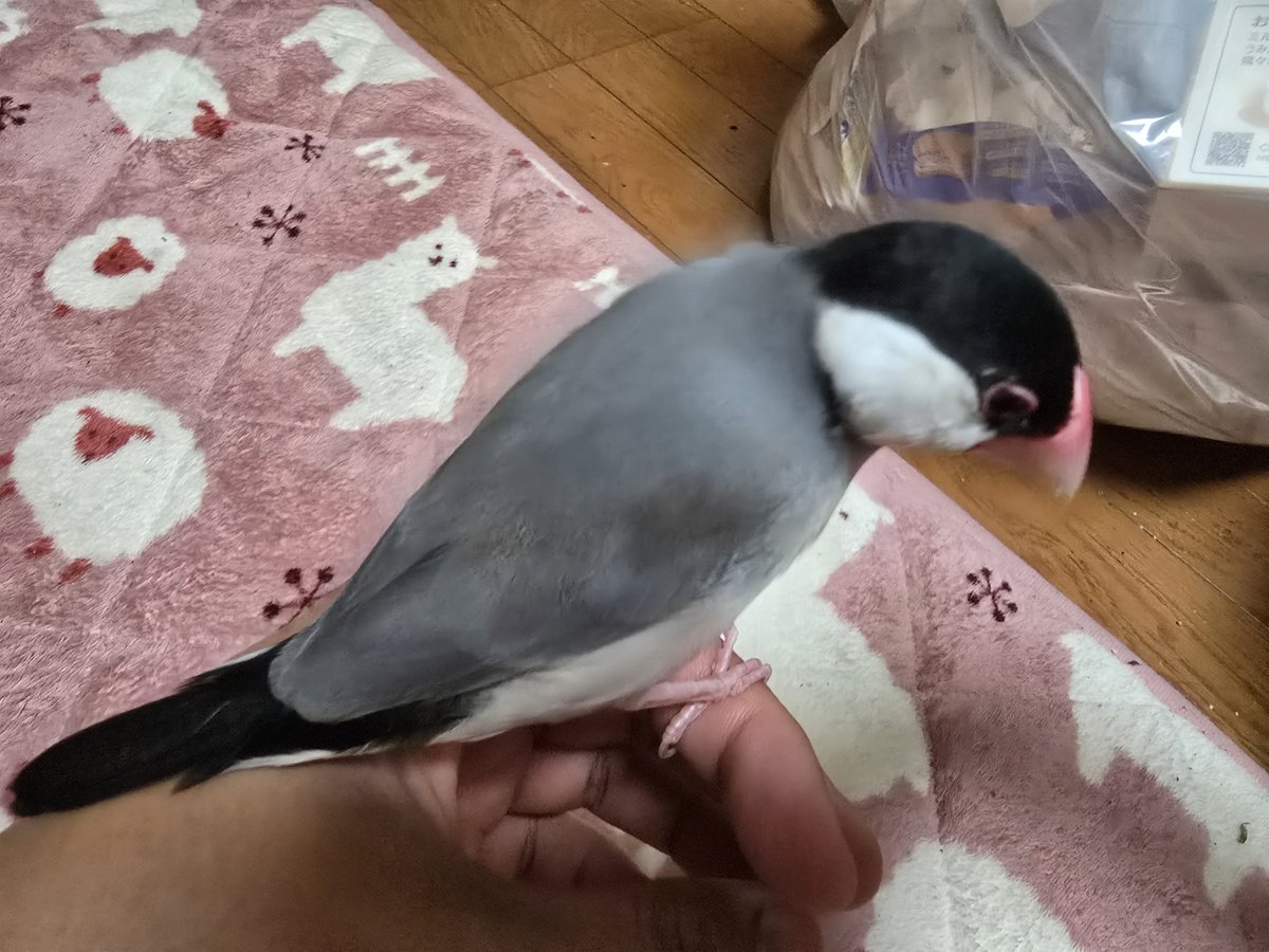 雨宮ろうや@STARRING事務所社長 tweet media