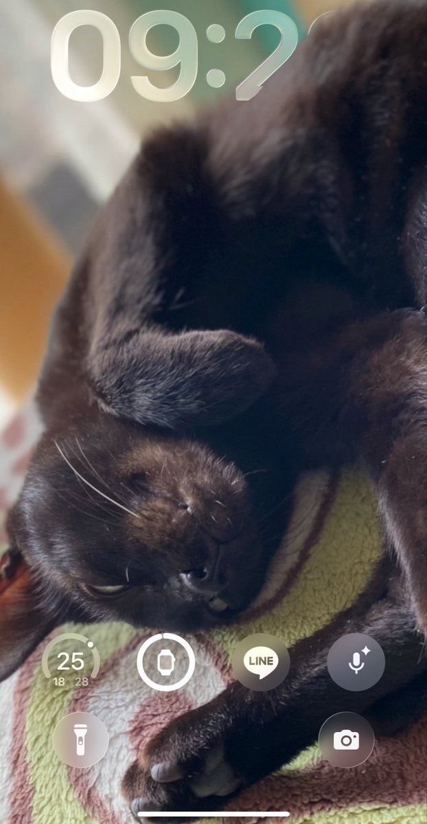 Pengeason's tweet photo. #blackcats
#貓
#고양이
#ねこ
#猫の日常 https://t.co/em54M3eNiR