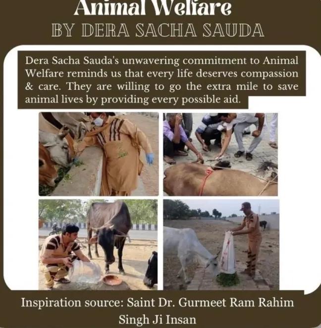 Compassion knows no bounds! Salute to selfless efforts of Dera Sacha Sauda as they care for stray animals, providing them with food, water, &amp; medical attention, creating a safer environment for stray animals as Saint Gurmeet Ram Rahim Ji guides them for #AnimalWelfare