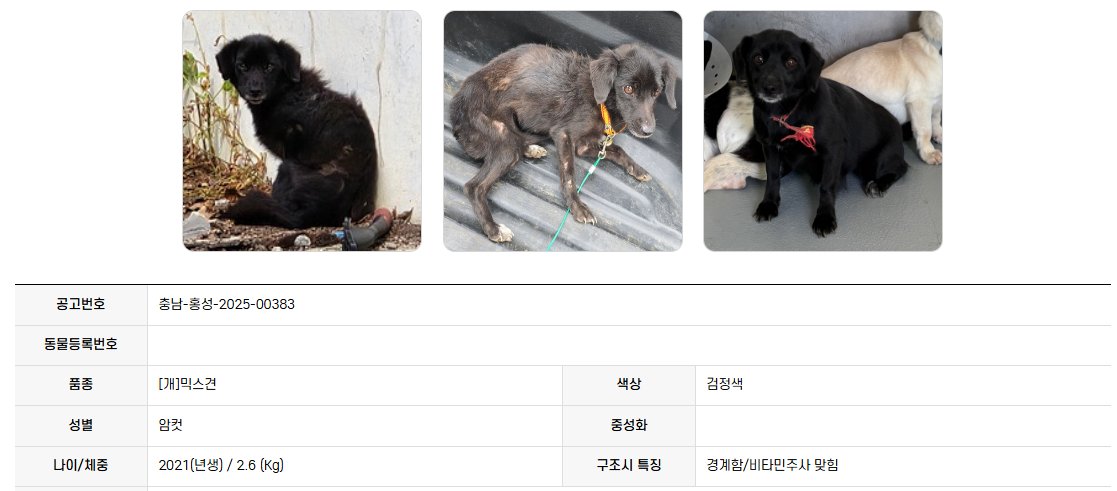 오늘의 강아지 추천 tweet media