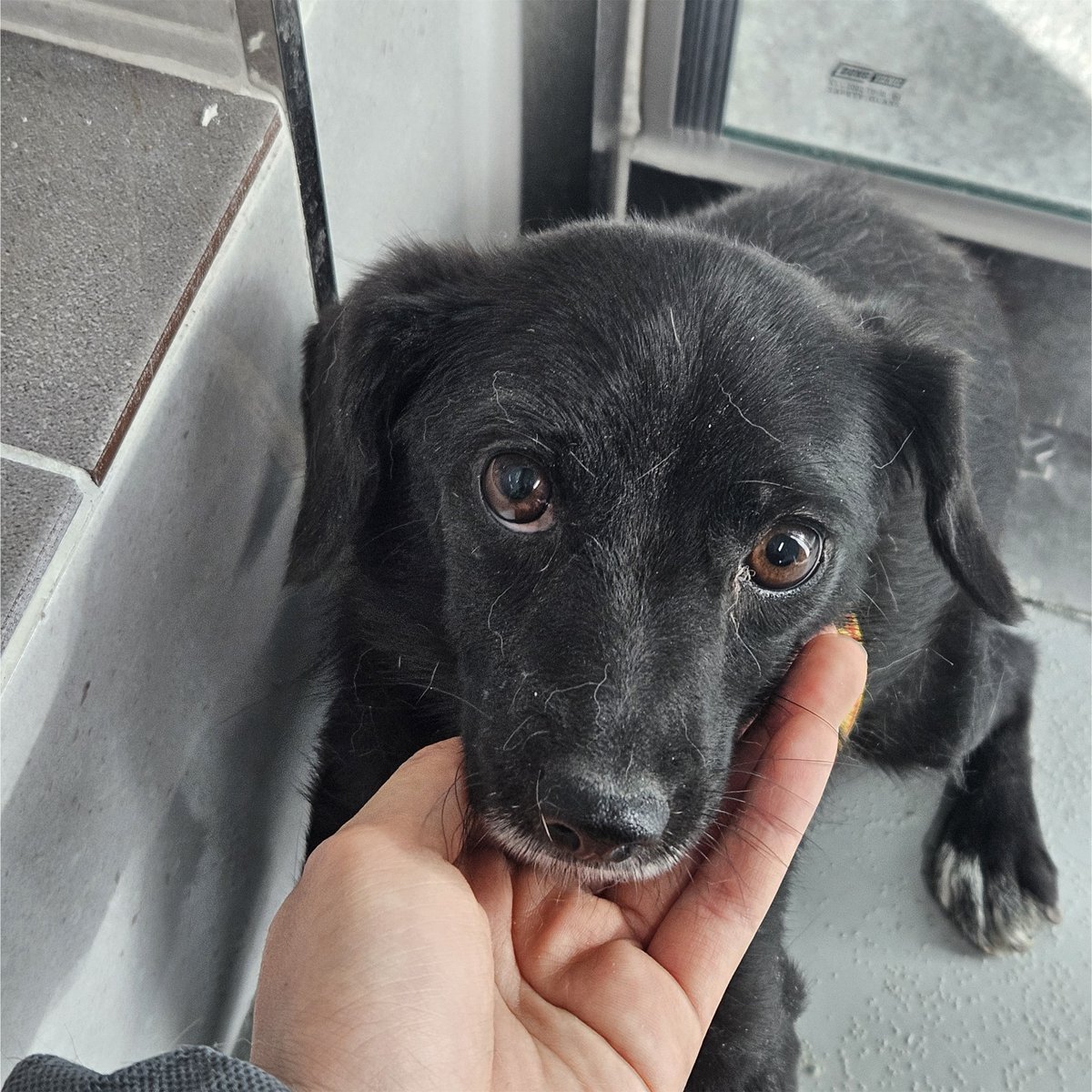 오늘의 강아지 추천 tweet media