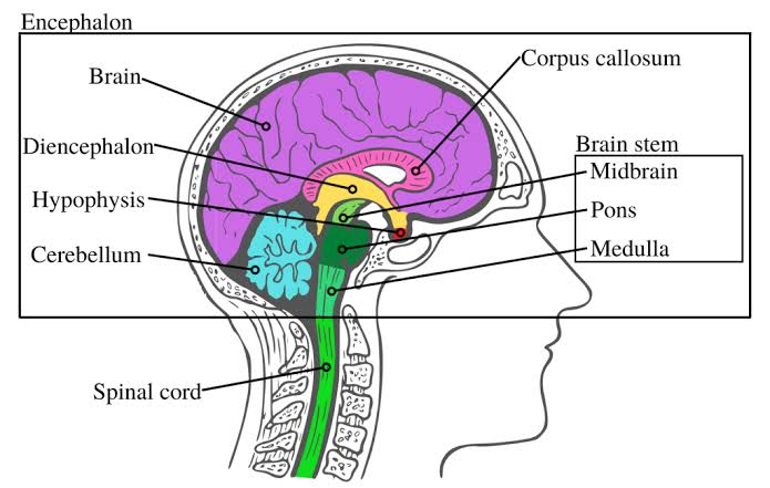 Arithmancism's tweet image. #Encephalon:⁹³:⁴⁸-177:42
#ABrainTree:93:48-177:69
&amp;amp; both are 10 Letters long ✍️
Brain"stem", like a 🌲's trunk.
#Growing⁹³:⁴⁸ #Knowing⁹³:³⁹. B"rain" &amp;amp; G"rain", need to drink.

#Tree⁴⁸:²¹-⁶⁰-²⁴ #Ripe⁴⁸:³⁰-⁶⁰:²⁴
#Picked⁴⁸:³⁰-¹¹⁴:³³ #Frain:⁴⁸:³⁰ 🧵