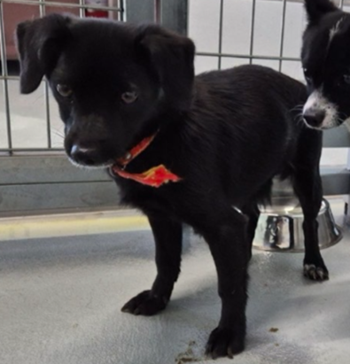 오늘의 강아지 추천 tweet media