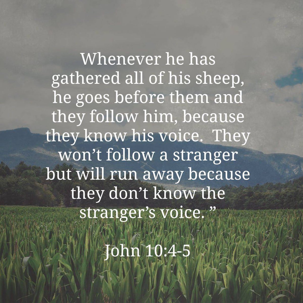 Lectionary's tweet image. John 10:4-5 CEB
[4] Whenever he has gathered all of his sheep, he goes before them and they follow him, because they know his voice. [5] They won’t follow a stranger but will run away because they don’t know the stranger’s voice.” 
#Easter
bible.com/bible/37/jhn.1…