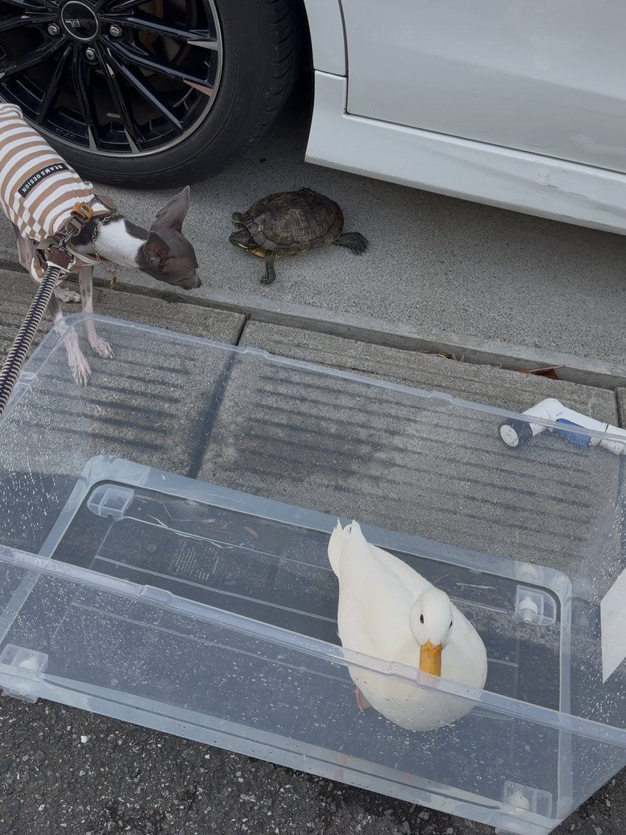 先日、文鳥の保護の件で投稿しましたが、無事飼い主さんが見つかったそうです🌸
沢山のいいねや拡散ありがとうございました
数日したら削除させていただきます

🐢のテトラくんが、冬眠から目覚めました
イタグレのラブちゃんは🐢に興味津々
コールダックキスケくんは水浴びして、賑やかな午後でした
