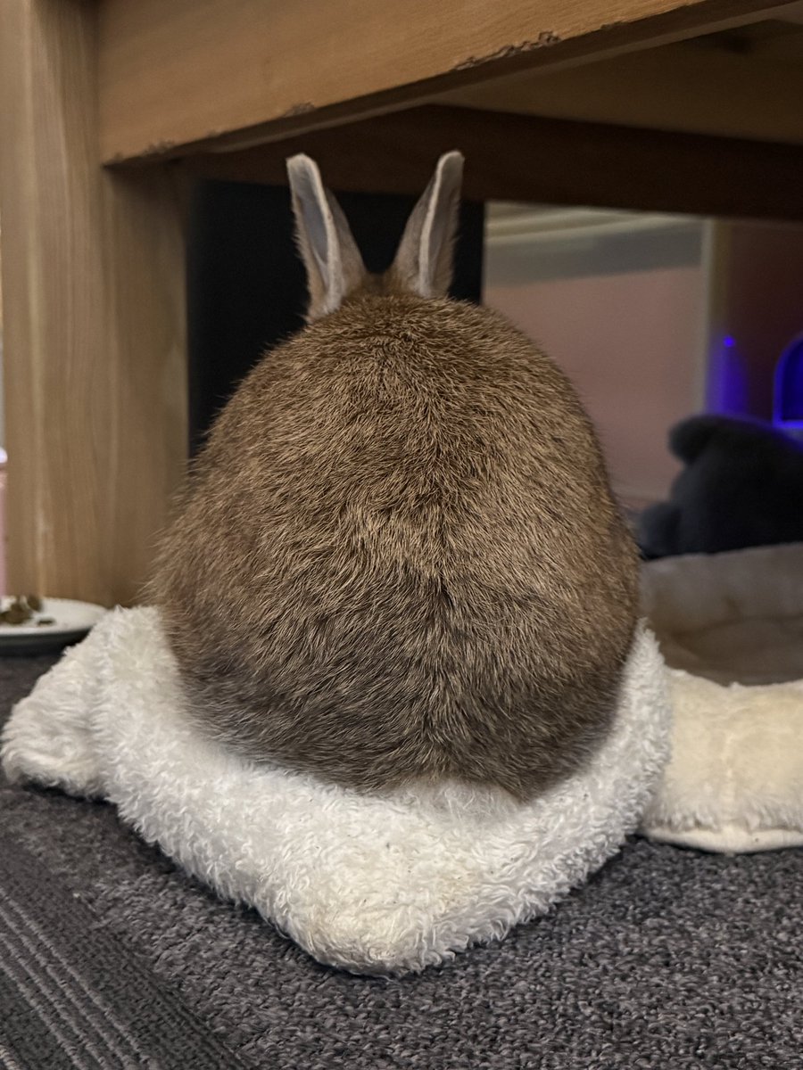 くろいうさぎたち🐰 tweet media