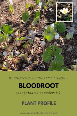 WDCGardener's tweet image. Did you know that the seeds of Bloodroot are dispersed by ants?  Find out more about Bloodroot at washingtongardener.blogspot.com/2026/04/bloodr… #gardendc #wildflowers #nativeplants