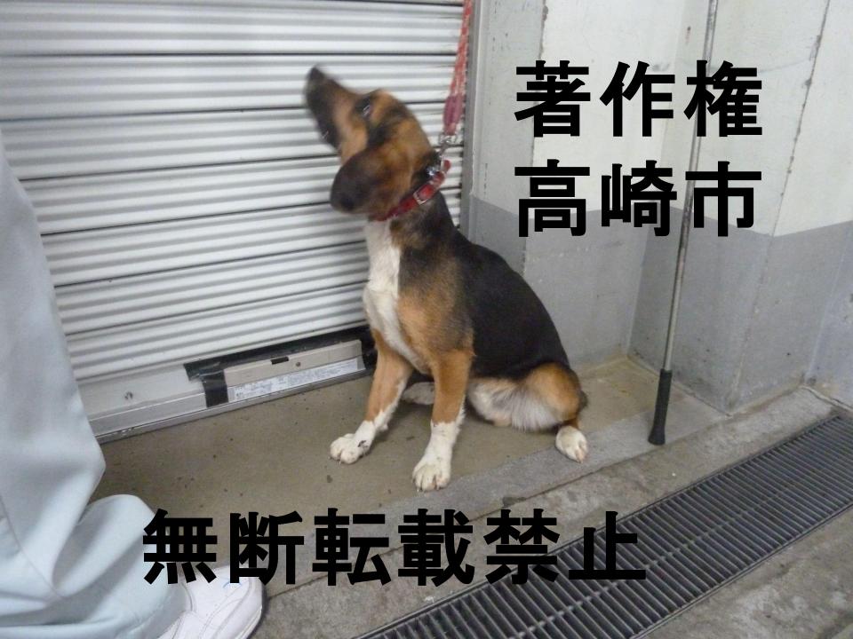 高崎市 tweet media
