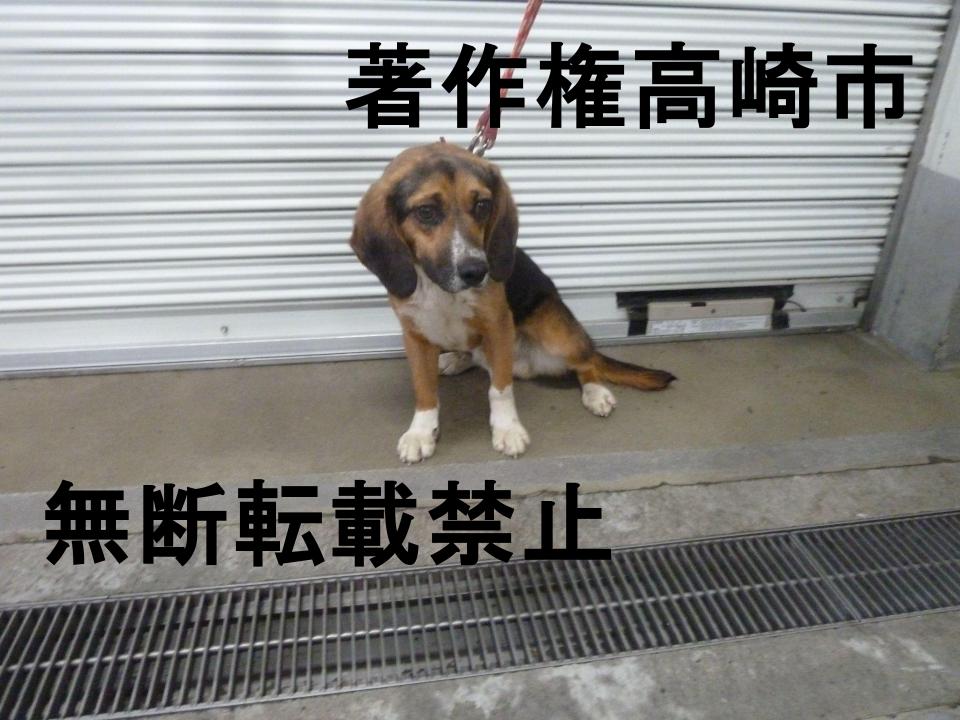 高崎市 tweet media