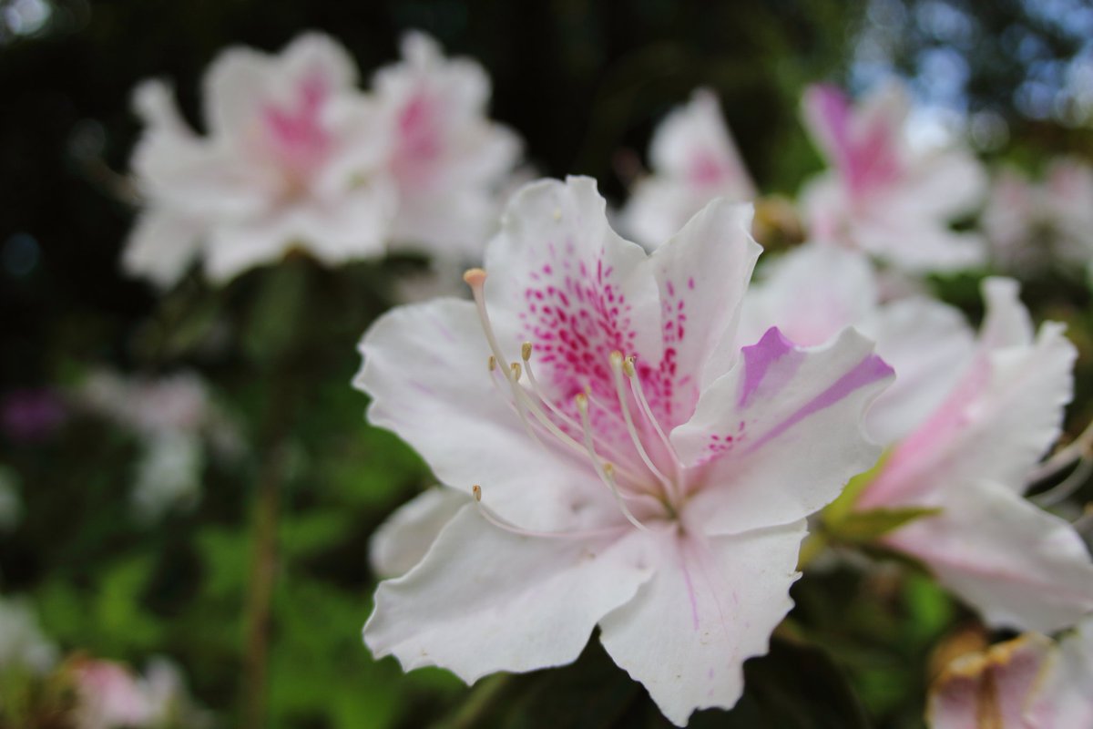 cappuccin45321's tweet image. #CANON #EOS #Kiss X7
SIGMA 15mm F2.8 EX DG DIAGONAL FISHEYE
EF70-200mm F4L IS USM
にて

ツツジが綺麗でした

#カメラ
#camera
#キヤノン
#EOSKISS
#Kissカメラ
#EOSKissX7
#相模原公園
#相模原麻溝公園