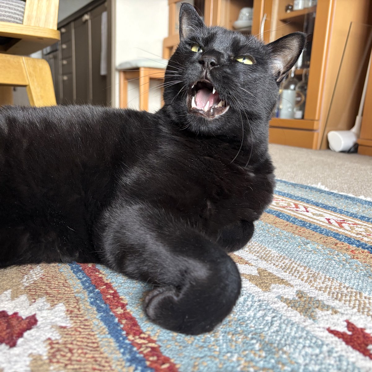 noco20260427

#ノコフォト #黒猫 #blackcat