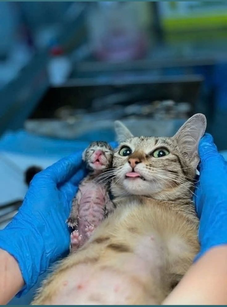 iti malias tweet media