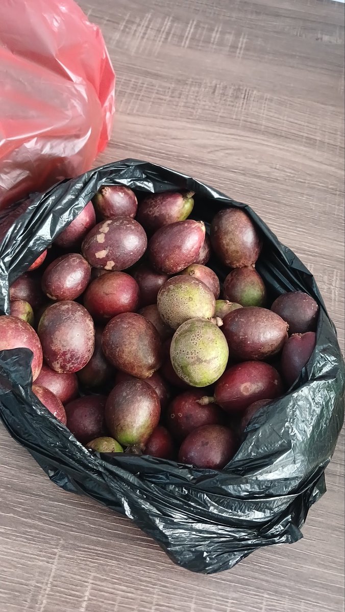 Buah rasa kelengkeng + durian