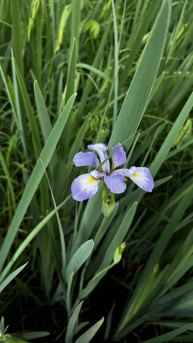 Wesley types tweet media