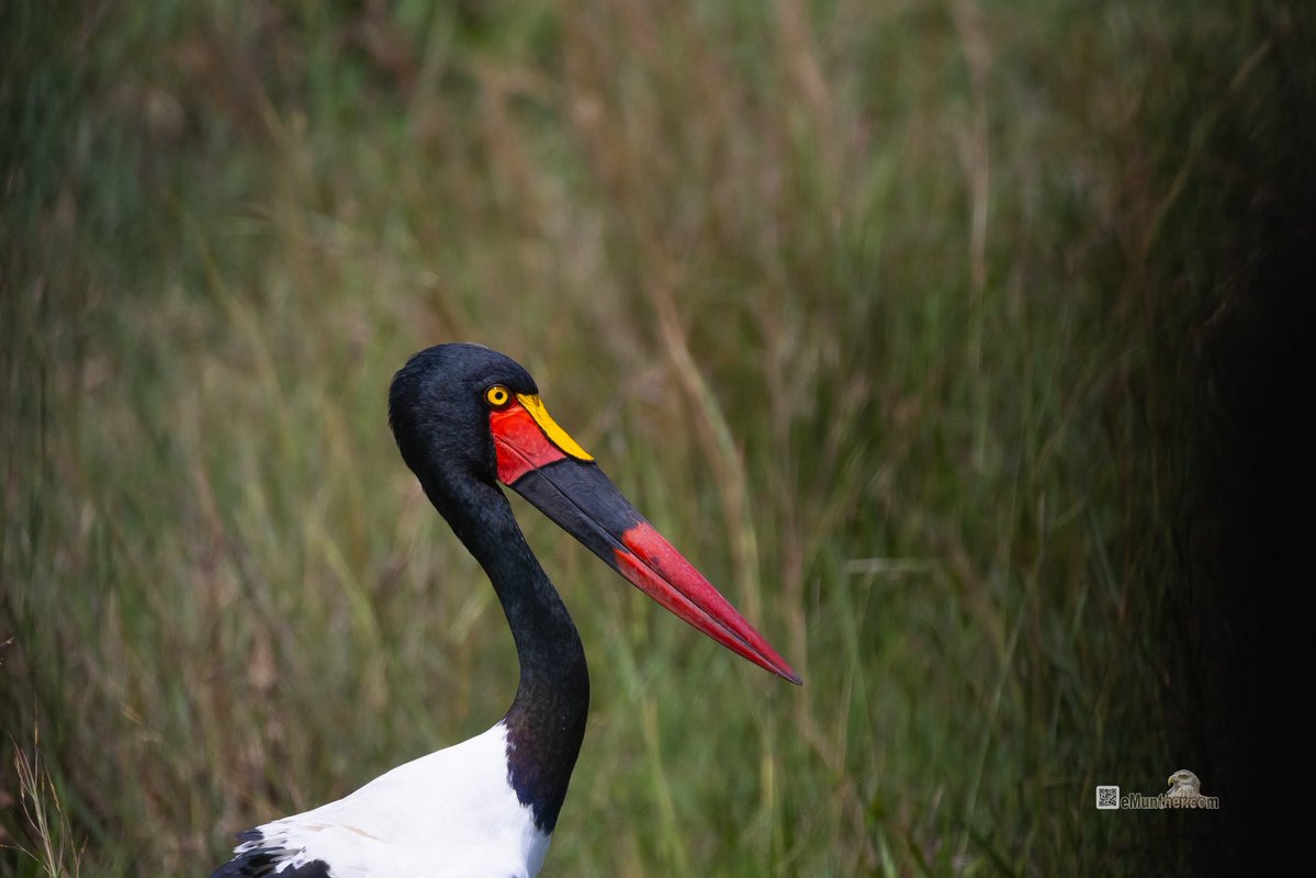 anEMDN_com's tweet image. 7th day, morning trip, Masai Mara, 6th batch. 
اليوم السابع، جولة صباحية، مساي مارا، المجموعة السادسة. 
#Kenya #MasaiMara #Wildlife #Nature   290126. 
P1