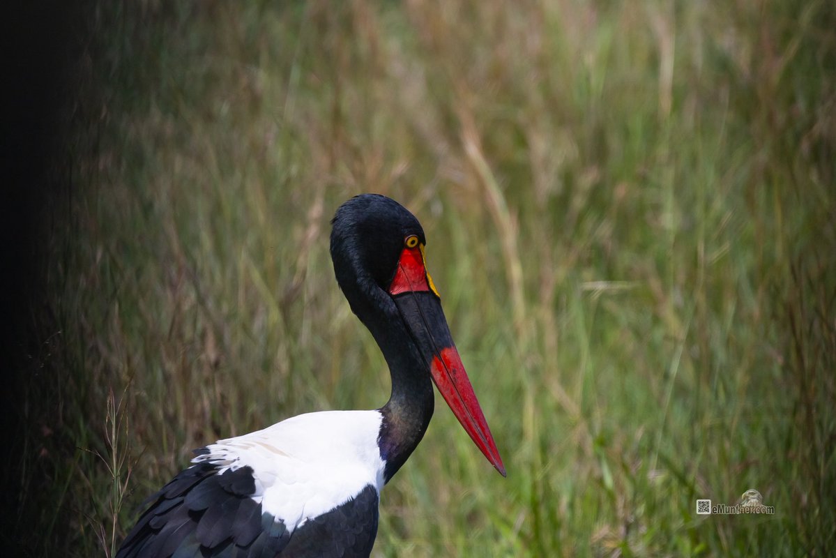 anEMDN_com's tweet image. 7th day, morning trip, Masai Mara, 6th batch. 
اليوم السابع، جولة صباحية، مساي مارا، المجموعة السادسة. 
#Kenya #MasaiMara #Wildlife #Nature   290126. 
P2