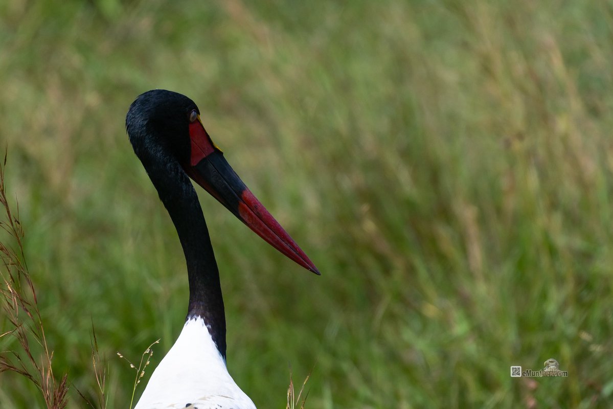 anEMDN_com's tweet image. 7th day, morning trip, Masai Mara, 6th batch. 
اليوم السابع، جولة صباحية، مساي مارا، المجموعة السادسة. 
#Kenya #MasaiMara #Wildlife #Nature   290126. 
P2