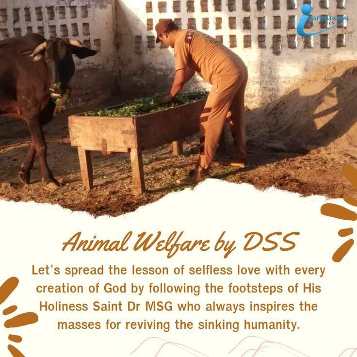 Big changes come from small actions.Putting water for animals, feeding them, &amp; protecting them from accidents can save lives. These simple steps can create a kinder environment. Saint Gurmeet Ram Rahim Ji motivates people through #AnimalWelfare to do these small acts of kindness.