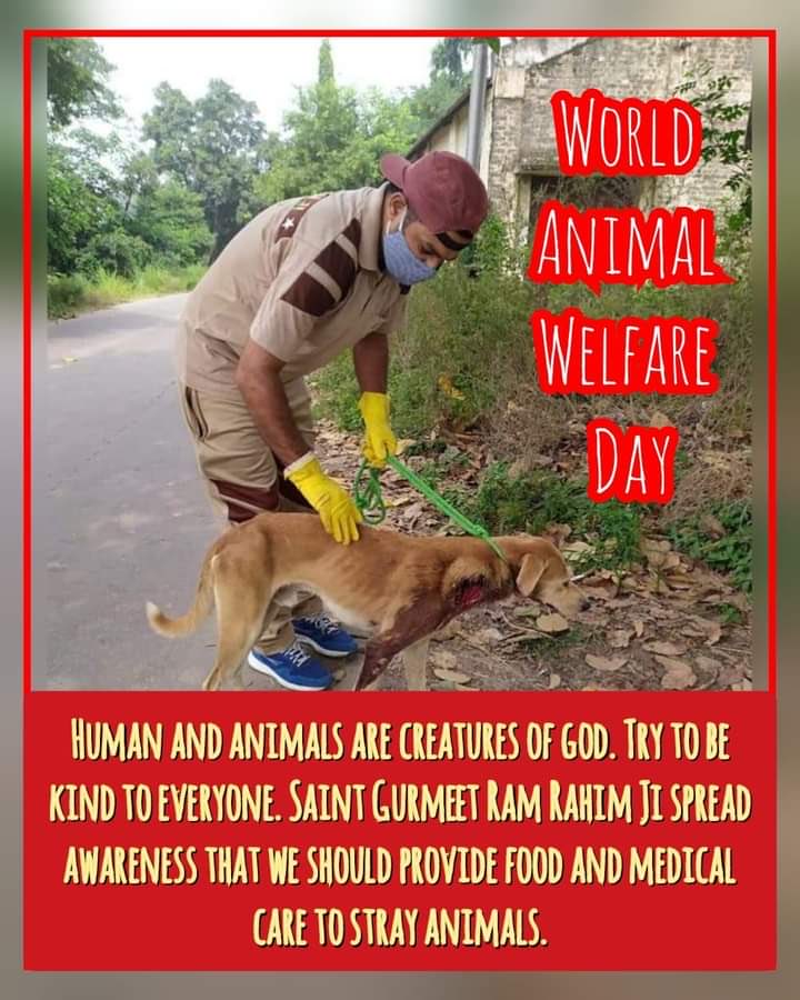 iGemGirl_'s tweet photo. God is everywhere, therefore no mute creature should be harassed.Under the holy inspiration of Saint Gurmeet Ram Rahim Ji, a campaign is also run by Dera followers to provide fodder &amp; water to helpless &amp; sick animals &amp; to keep food &amp;water on the rooftops for birds. #AnimalWelfare https://t.co/DvPKcEpttV
