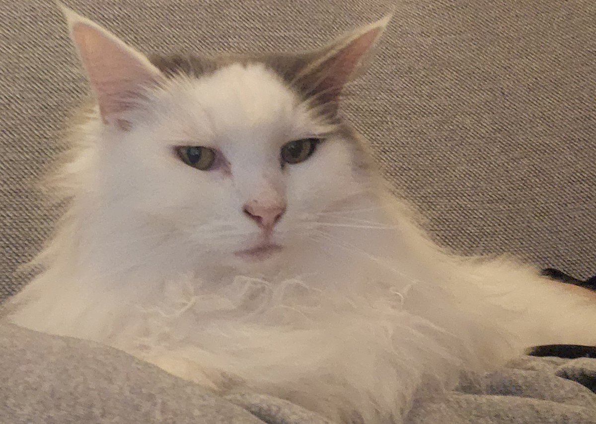 ちゅっぴ～👾 tweet media