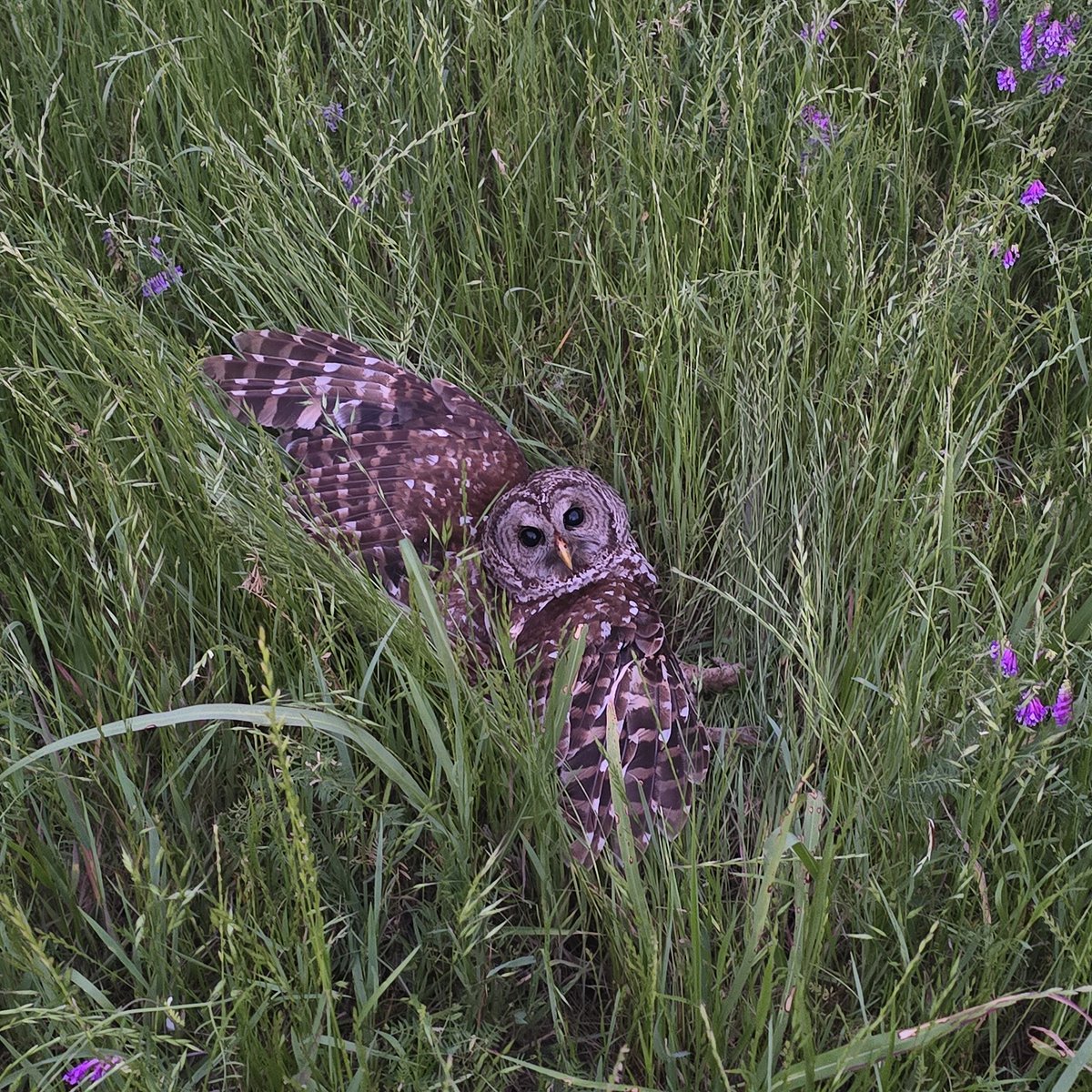 I FRY BACON NAKED tweet media