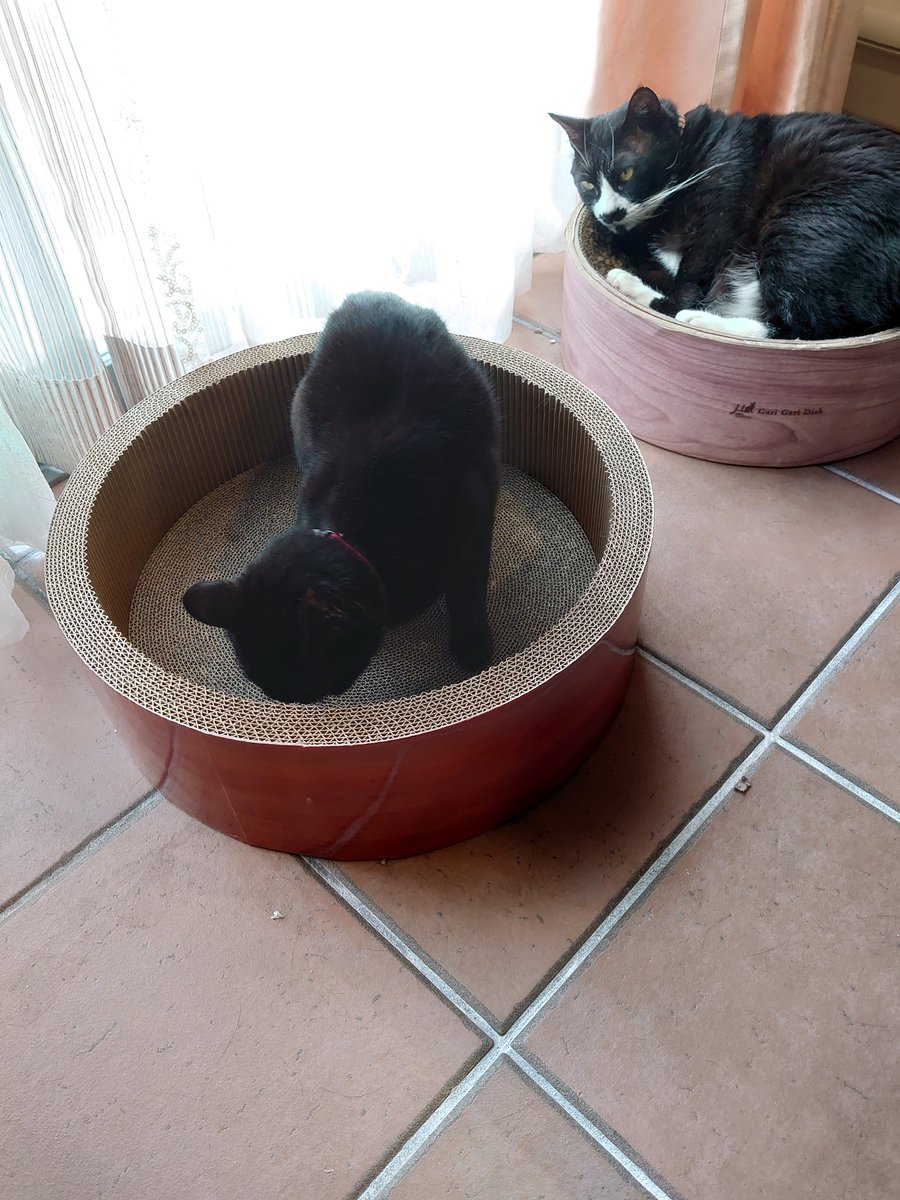 あまべ tweet media