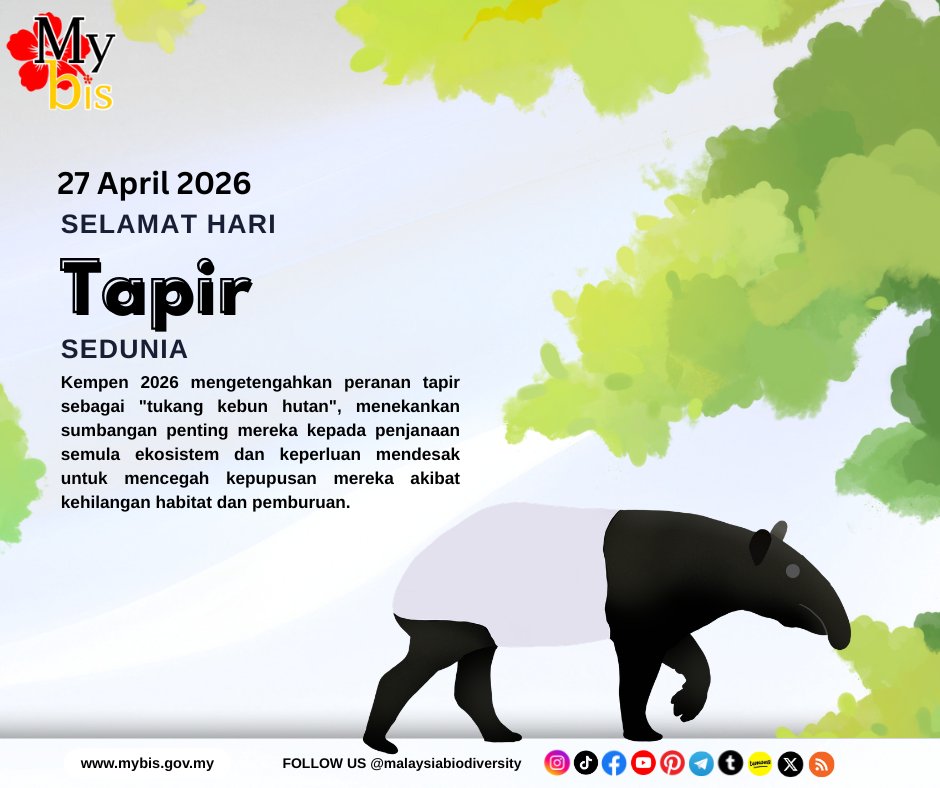 mybisgovmy's tweet photo. Selamat Hari Tapir Sedunia

Malaysia merupakan antara negara yang mempunyai spesies tapir terbesar di dunia. Spesies tapir ini dikenali sebagai tapir Malaya atau nama saintifiknya Tapirus indicus. 

Yang menariknya, spesies ini juga merupakan satu-satunya spesies tapir di dunia yang mempunyai warna iaitu belang putih pada badannya. 

Di sebalik penampilannya yang istimewa, tapir memainkan peranan penting dalam mengekalkan keseimbangan ekosistem hutan kita.

Walaubagaimanapun, di sebalik kepentingannya, spesies ini semakin terancam. 

Kehilangan habitat akibat aktiviti pembangunan, kemalangan jalan raya, serta aktiviti manusia yang tidak bertanggungjawab terus mengancam populasi spesies ini.

Hari Tapir Sedunia mengingatkan kita bahawa setiap spesies mempunyai peranan dan nilai tersendiri dalam alam semula jadi. 

Tanpa tindakan kita hari ini, generasi akan datang mungkin tidak dapat mengenali spesies unik ini.

Ayuh, bersama kita memainkan peranan:
✅ Lindungi habitat semula jadi
✅ Patuhi undang-undang hidupan liar
✅ Jangan ganggu atau membahayakan hidupan liar
✅ Sebarkan kesedaran kepada masyarakat

Setiap usaha kecil kita membawa perubahan besar. Lindungi tapir, lindungi warisan alam kita.