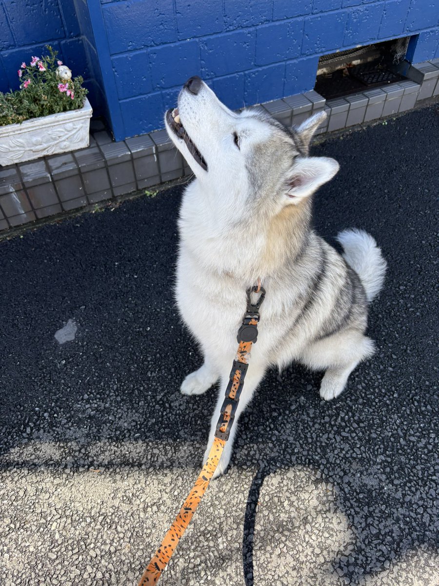 ガブちゃん tweet media