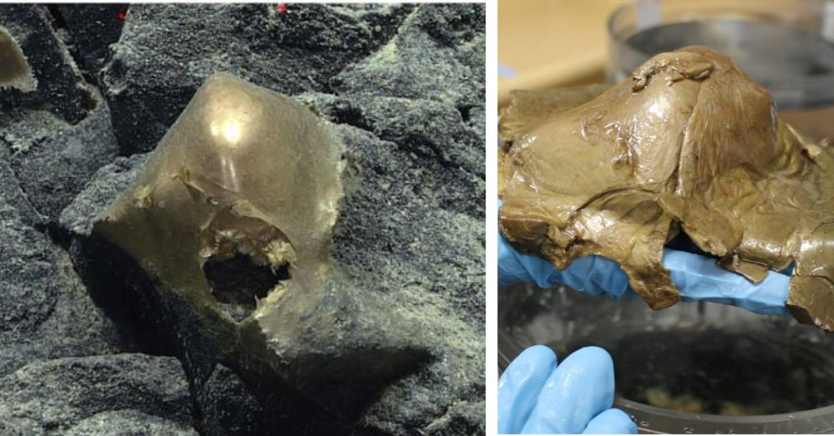 海底に沈む「謎の黄金球体」の正体が判明
nazology.kusuguru.co.jp/archives/194498

2023年、アラスカ湾の水深3250mの海底で”黄金の球体”が発見されました。当初はそれが何なのか誰も分かりませんでした。そして3年が経ち、スミソニアン博物館などの研究者により、謎の物体の正体がついに判明しました。