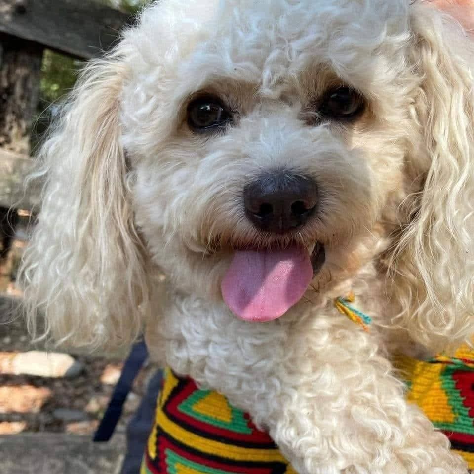 Animalitos en aprietos. tweet media