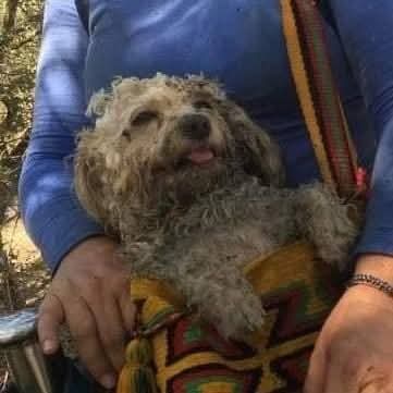 Animalitos en aprietos. tweet media