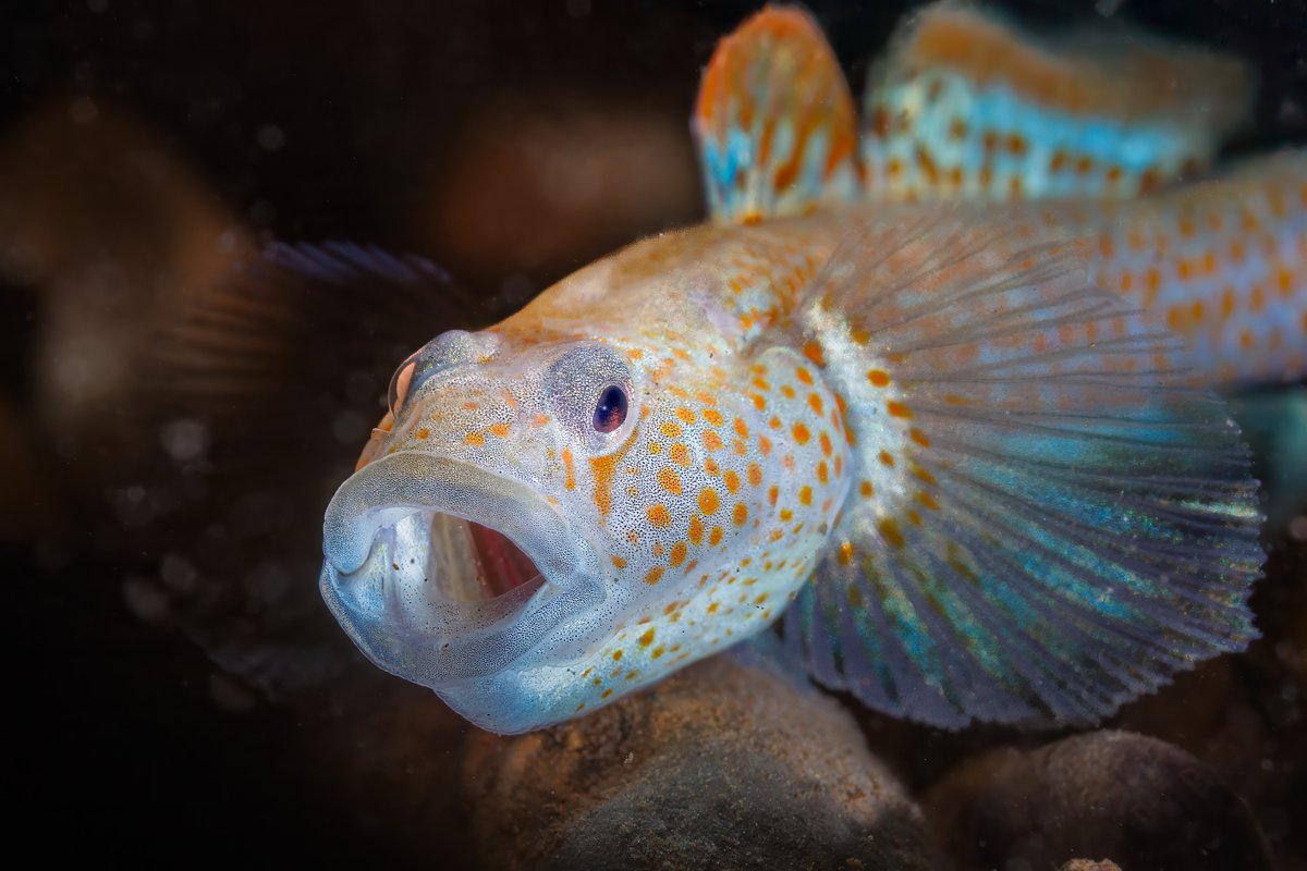 Taiwan_Today's tweet image. The white-tailed gory, one of #Taiwan’s🇹🇼 endemic species, is distributed in northern Taiwan’s water system and the upstream of rivers in the west of the Central Mountain Range. The photos were taken by Kao Kuo-wei, who recently won the Honorable Mention at the ADEX Voice of the