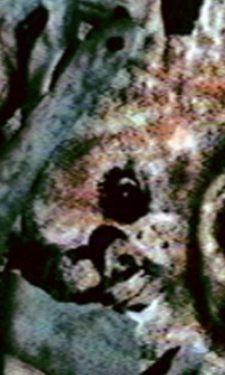 luna 🏳️‍⚧️ tweet media