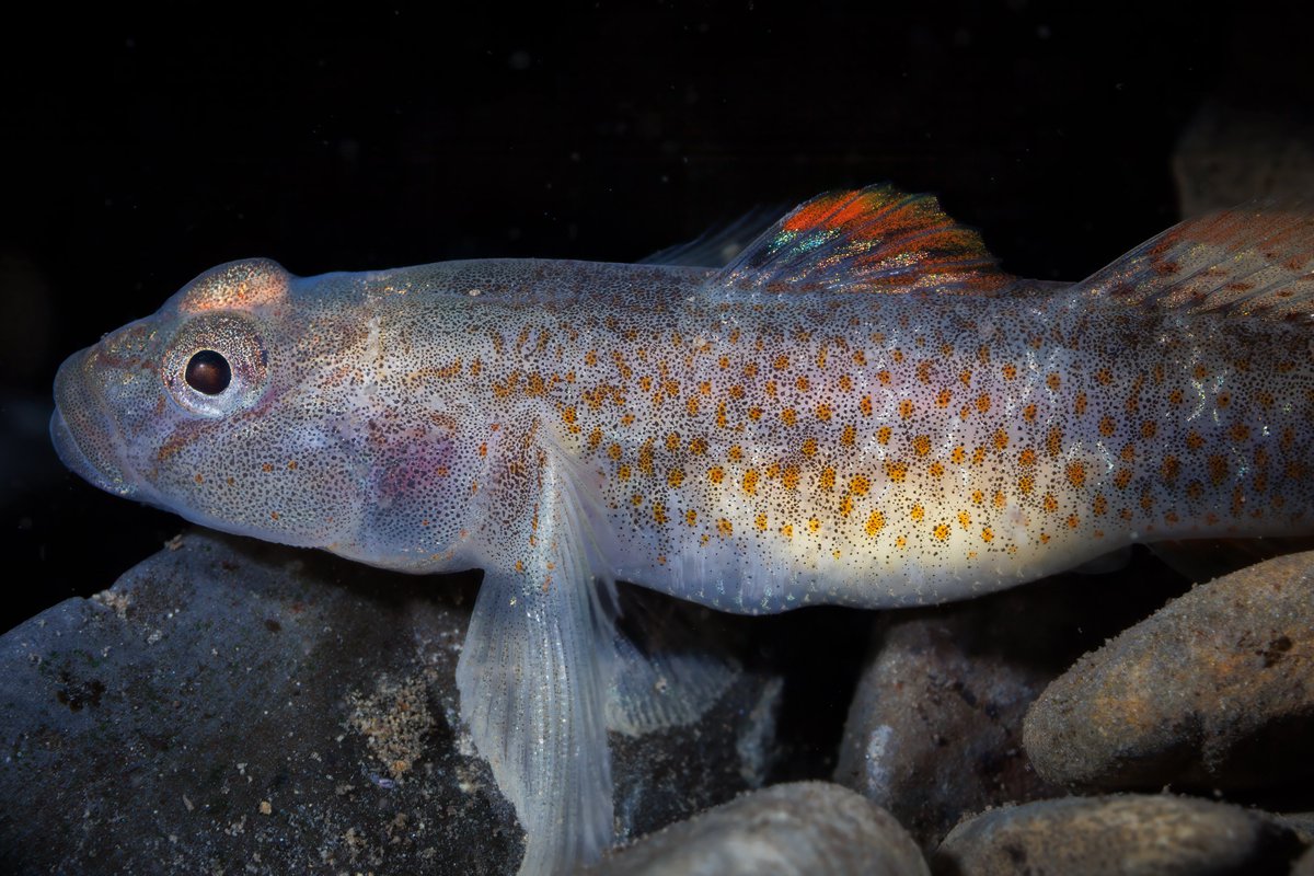 Taiwan_Today's tweet image. The white-tailed gory, one of #Taiwan’s🇹🇼 endemic species, is distributed in northern Taiwan’s water system and the upstream of rivers in the west of the Central Mountain Range. The photos were taken by Kao Kuo-wei, who recently won the Honorable Mention at the ADEX Voice of the