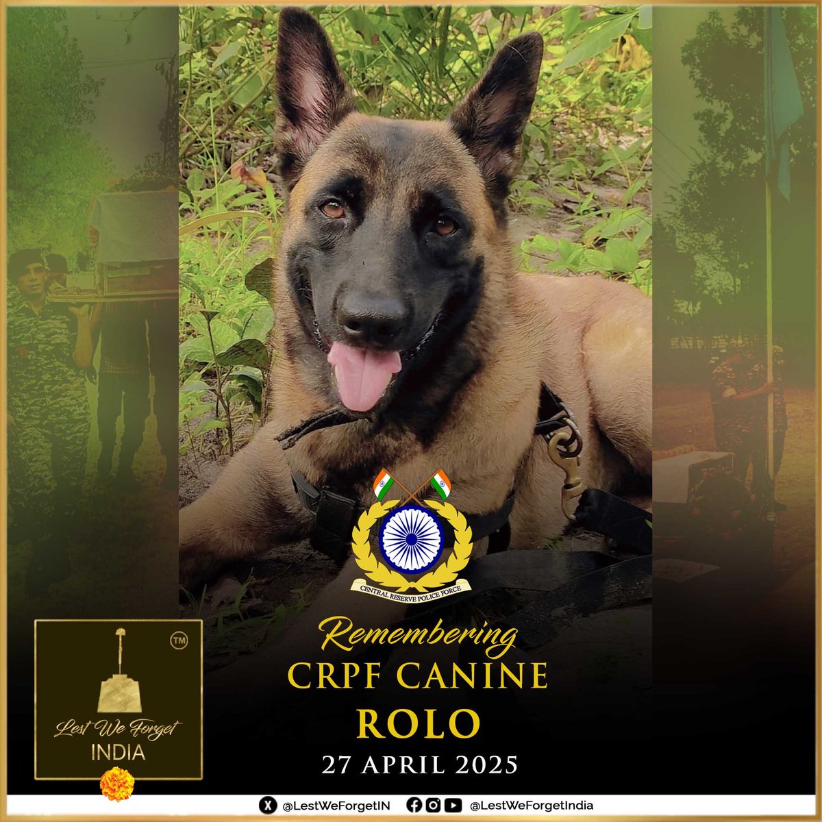 LestWeForgetIN's tweet image. Remembering CRPF Canine ROLO.

Rolo, a two-year-old female Belgian Shepherd with the 228 Bn CRPF, laid down her life in the line of duty during the anti-Maoist operation in Korgotalu hills, on the Chhattisgarh–Telangana border #OnThisDay 27 April 2025

Trained to detect