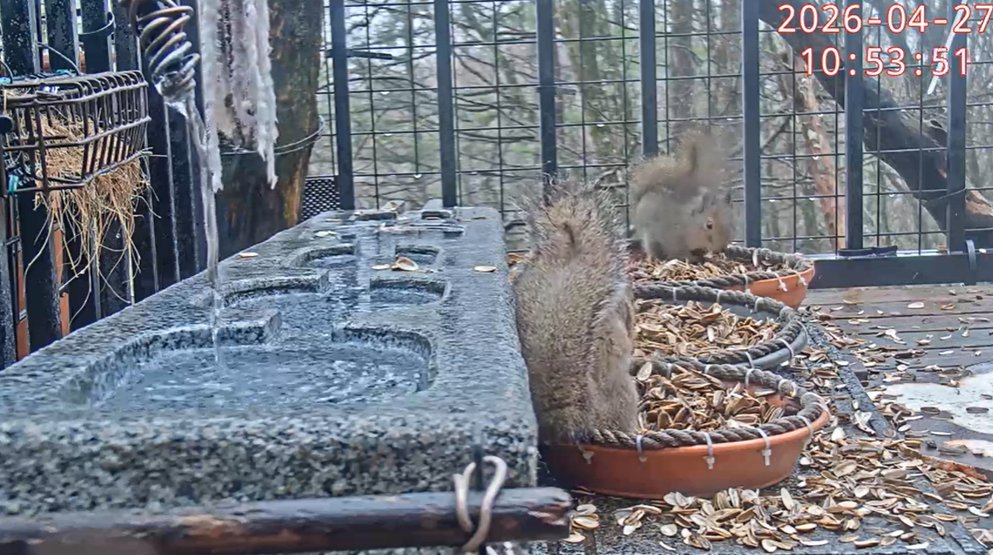 諌月🐌くれか tweet media