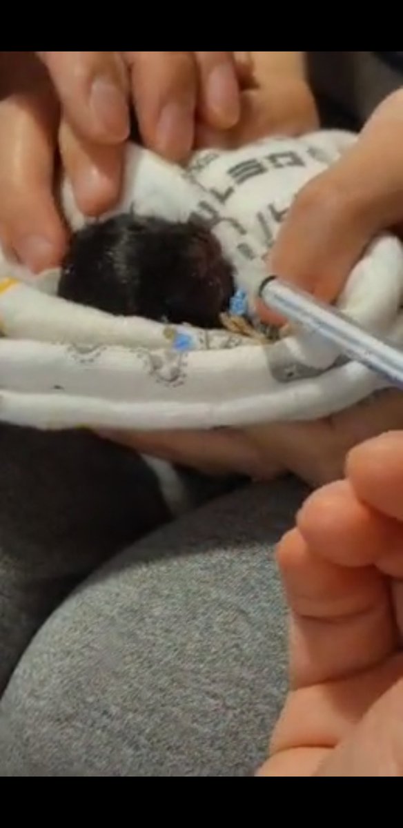 verydihpressed's tweet photo. Need to feed this baby squirrel now, bye bye sleep! https://t.co/jKvpMRKlls