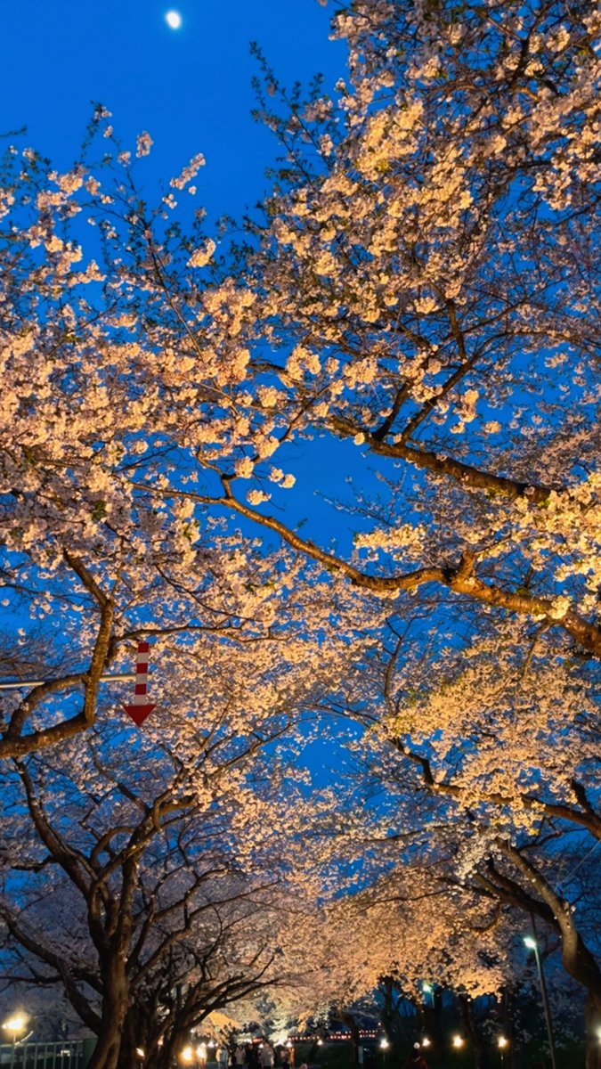 111_odyssey's tweet photo. 昨日仕事終わってから北斗桜回廊行ってきた桜満開で綺麗でした https://t.co/hgF6lcns9K