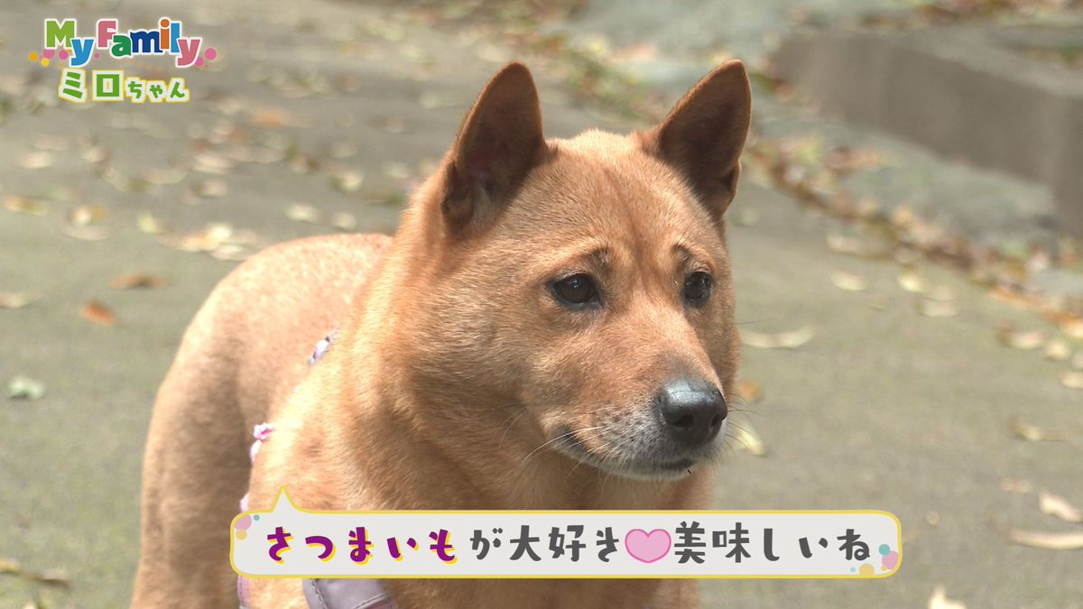 テレビトクシマ【公式】 tweet media