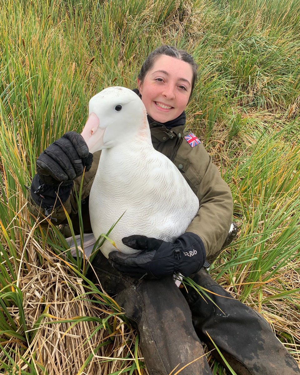 南半球アホウドリ物語 tweet media