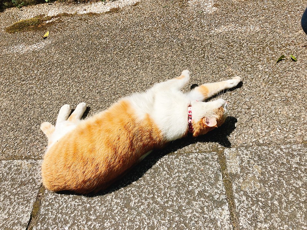 samuneco's tweet photo. 御調八幡宮にいた猫ちゃん
人懐こい子で触らせてくれました
#印活 #御朱印 #御調八幡宮 #猫 #三原 https://t.co/UMvwAeJ5V4