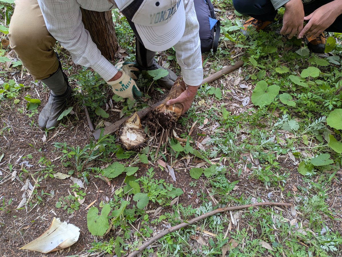 MihoForest's tweet photo. フォレストヒルズ三保　タケノコ掘り体験会　２回目も住民の方12人と7ヶ月の赤ちゃん（途中で寝ちゃったけど）歩年は豊作です https://t.co/SFM4xRWXoN
