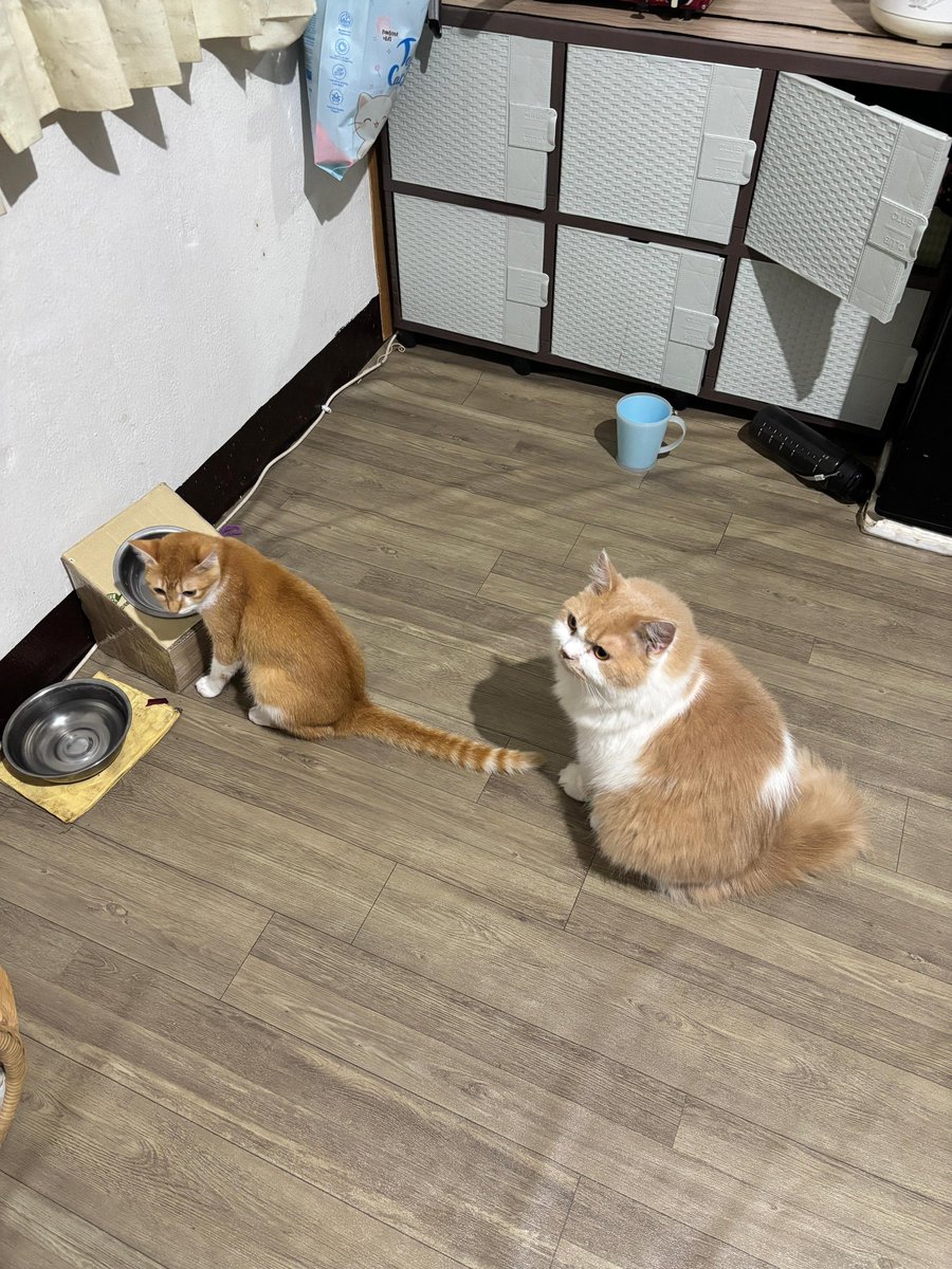 Mocca & M Family 🐱 tweet media