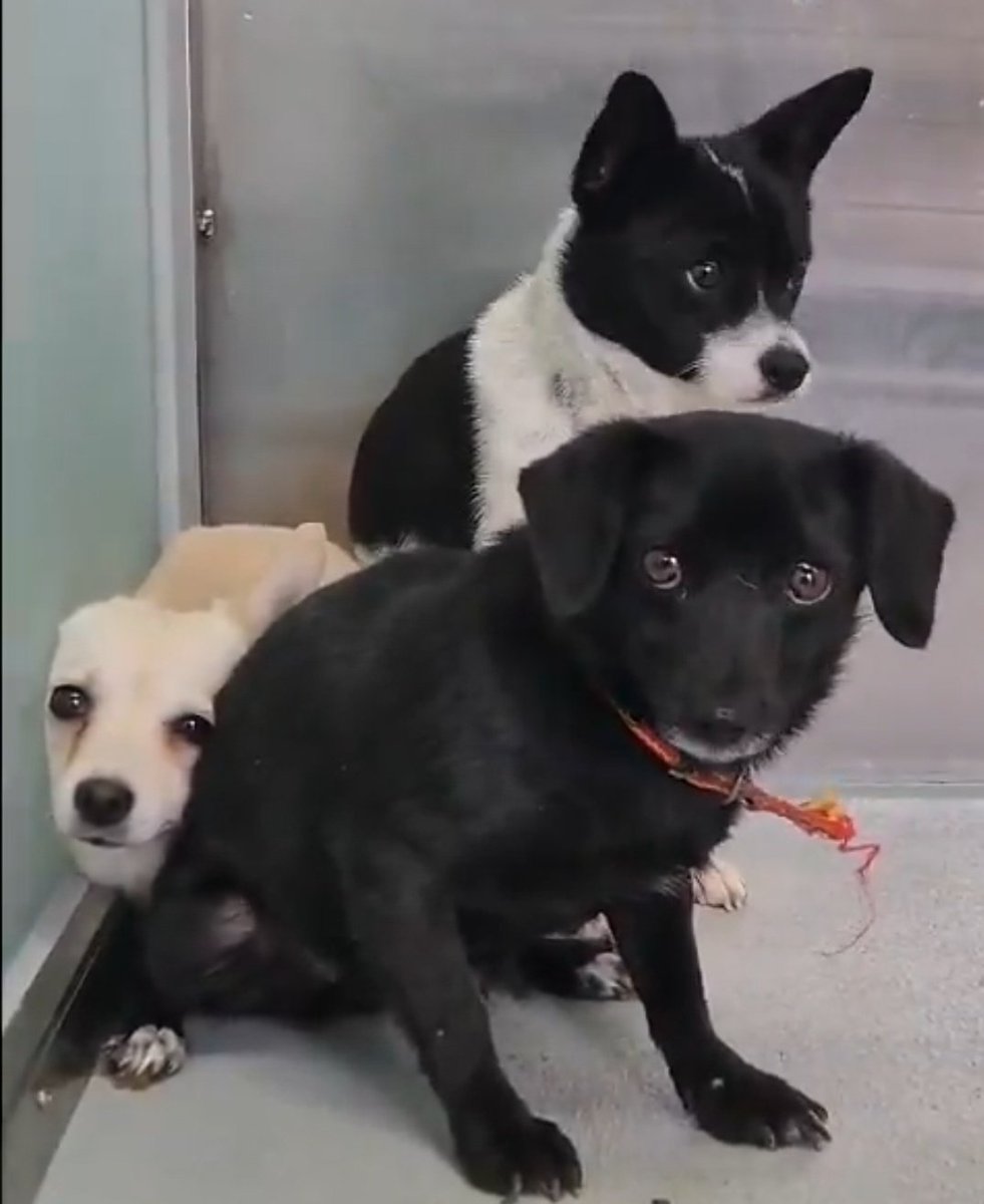 가족찾는마일로🐶 tweet media