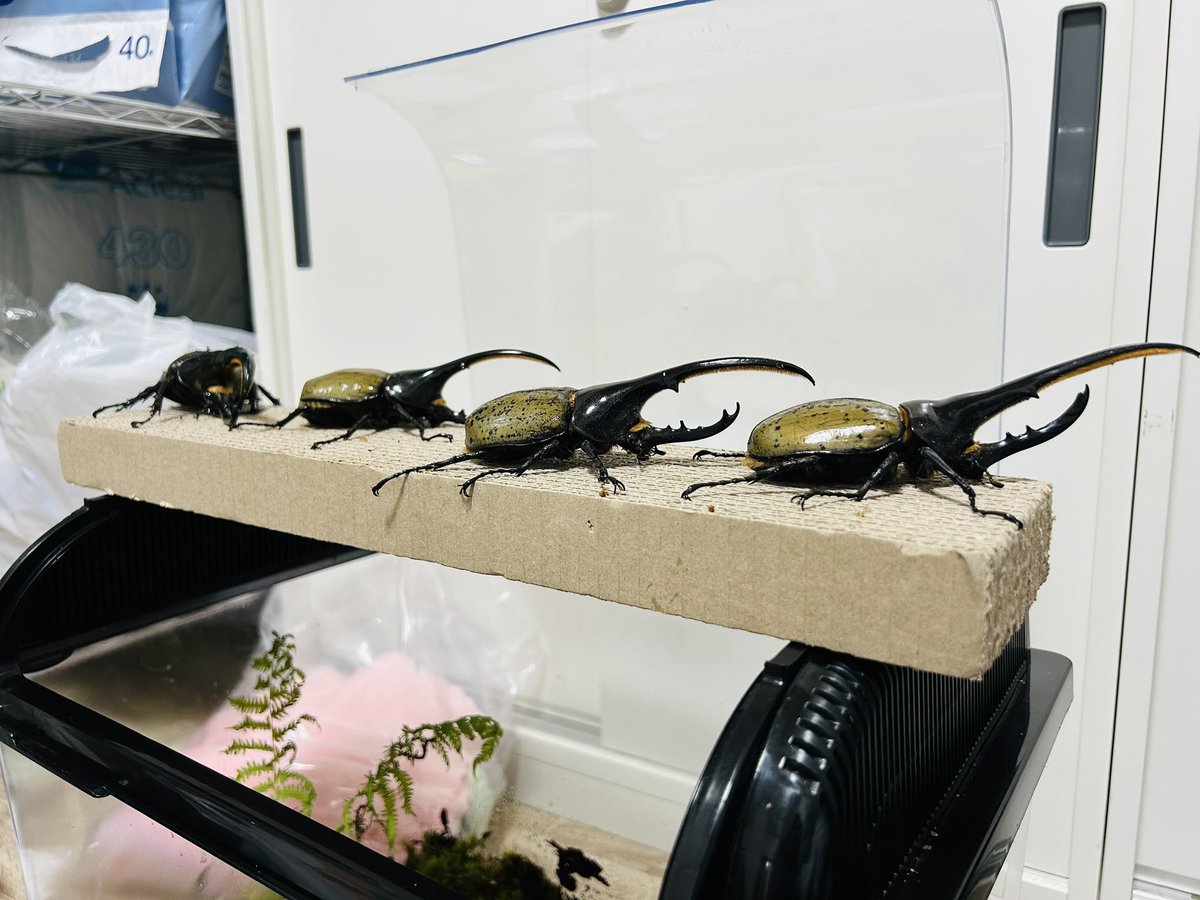 初心者カブクワブリーダー scarab -スカラベ- tweet media