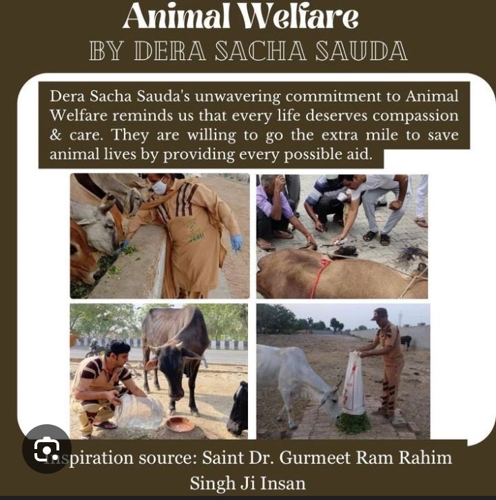 NeeruSharm11420's tweet image. हर इंसान जानवरों के लिए खाना और पानी रख सकते हैं रात में सड़क हादसों से बचाने के लिए उनके गले में रिफ्लेक्टर बेल्ट बांध दे उनकी देखभाल करना हमारी जिम्मेदारी है, Saint Gurmeet Ram Rahim Ji #Animal Welfare के द्वारा सभी को याद दिलाते हैं जानवरों के प्रति दया दिखाना कितना ज़रूरी है।