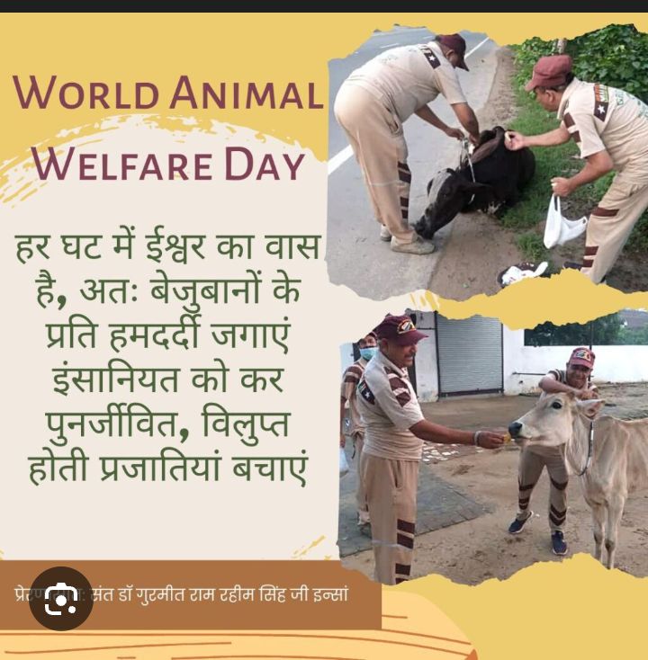 NeeruSharm11420's tweet image. हर इंसान जानवरों के लिए खाना और पानी रख सकते हैं रात में सड़क हादसों से बचाने के लिए उनके गले में रिफ्लेक्टर बेल्ट बांध दे उनकी देखभाल करना हमारी जिम्मेदारी है, Saint Gurmeet Ram Rahim Ji #Animal Welfare के द्वारा सभी को याद दिलाते हैं जानवरों के प्रति दया दिखाना कितना ज़रूरी है।