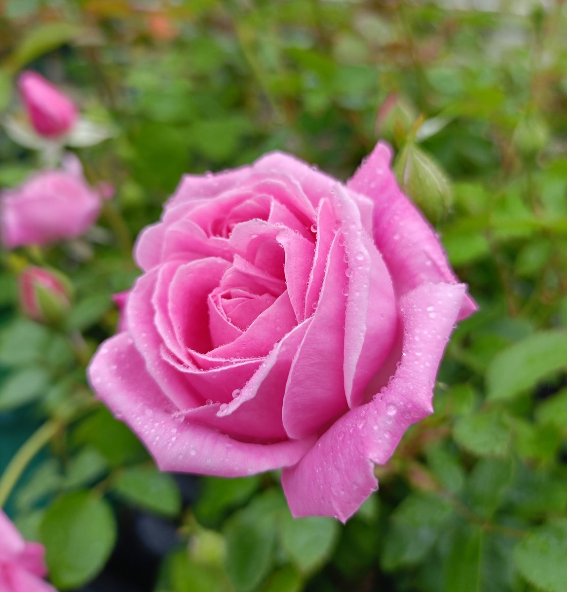 まるちゃん🌹🐱🐕🐾🐾 tweet media