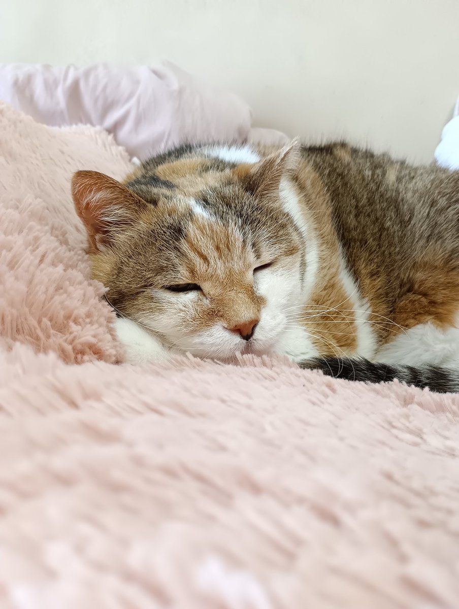 ui_meri's tweet photo. 🫶🏻️︎💕21歳です🫶🏻️︎💕
 #シニア猫
#美魔女猫 https://t.co/yZexiii4YH